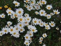 Leucanthemum vulgare 63, Gewone margriet, Saxifraga-Harry Jans