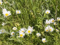 Leucanthemum vulgare 68, Gewone margriet, Saxifrga-Jan Nijendijk