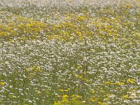 Leucanthemum vulgare 69, Gewone margriet, Saxifrga-Jan Nijendijk