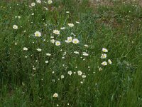 Leucanthemum vulgare 7, Gewone margriet, Saxifraga-Willem van Kruijsbergen