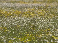 Leucanthemum vulgare 70, Gewone margriet, Saxifrga-Jan Nijendijk