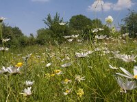 Leucanthemum vulgare 71, Gewone margriet, Saxifrga-Jan Nijendijk