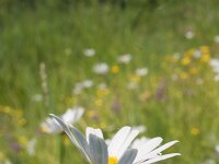 Leucanthemum vulgare 72, Gewone margriet, Saxifrga-Jan Nijendijk