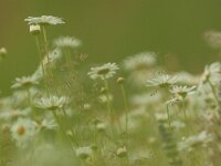 Leucanthemum vulgare 73, Gewone margriet, Saxifraga-Mark Zekhuis