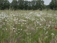 Leucanthemum vulgare 74, Gewone margriet, Saxifraga-Willem van Kruijsbergen