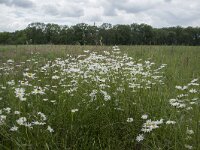 Leucanthemum vulgare 75, Gewone margriet, Saxifraga-Willem van Kruijsbergen