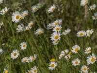 Leucanthemum vulgare 78, Gewone margriet, Saxifraga-Jan van der Straaten