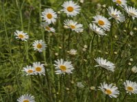 Leucanthemum vulgare 79, Gewone margriet, Saxifraga-Jan van der Straaten
