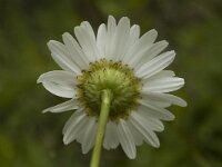 Leucanthemum vulgare 8, Gewone margriet, Saxifraga-Marijke Verhagen
