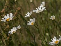Leucanthemum vulgare 83, Gewone margriet, Saxifraga-Jan van der Straaten