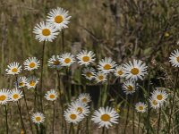 Leucanthemum vulgare 86, Gewone margriet, Saxifraga-Jan van der Straaten