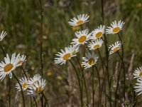 Leucanthemum vulgare 88, Gewone margriet, Saxifraga-Jan van der Straaten