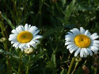 Leucanthemum vulgare 9, Gewone margriet, Saxifraga-Willem van Kruijsbergen