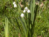 Leucojum aestivum 42, Zomerklokje, Saxifraga-Jan van der Straaten