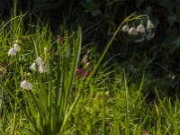 Leucojum aestivum 45, Zomerklokje, Saxifraga-Jan van der Straaten