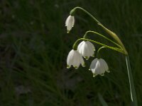 Leucojum aestivum 50, Zomerklokje, Saxifraga-Jan van der Straaten