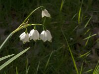 Leucojum aestivum 52, Zomerklokje, Saxifraga-Jan van der Straaten