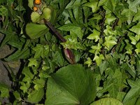 Ligularia dentata 3, Saxifraga-Rutger Barendse