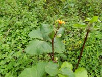 Ligularia dentata 4, Saxifraga-Rutger Barendse