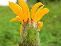 Ligularia dentata 5, Saxifraga-Rutger Barendse