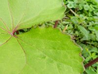 Ligularia dentata 6, Saxifraga-Rutger Barendse