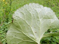 Ligularia dentata 7, Saxifraga-Rutger Barendse