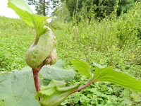 Ligularia dentata 8, Saxifraga-Rutger Barendse