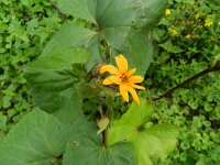 Ligularia dentata 9, Saxifraga-Rutger Barendse