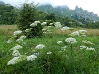 Ligusticum lucidum
