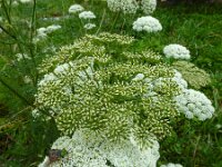 Ligusticum lucidum 3, Saxifraga-Ed Stikvoort : Refugio de Aliva - Sotres s9900
