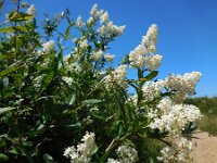 Ligustrum vulgare 18, Wilde liguster, Saxifraga-Ed Stikvoort