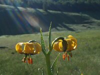 Lilium bosniacum 2, Saxifraga-Jeroen Willemsen
