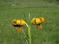 Lilium bosniacum 3, Saxifraga-Jeroen Willemsen