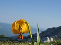 Lilium bosniacum 4, Saxifraga-Jeroen Willemsen