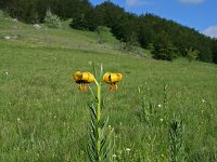 Lilium bosniacum 6, Saxifraga-Jeroen Willemsen