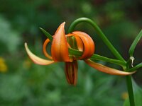 Lilium carniolicum 3, Saxifraga-Hans Dekker