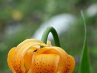 Lilium carniolicum 4, Saxifraga-Hans Dekker