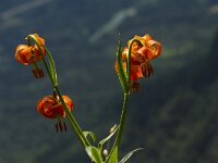 Krainer lilie- Lilium carniolicum