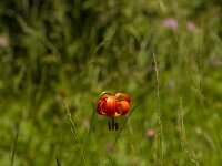 Krainer lilie- Lilium carniolicum