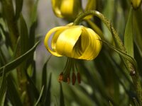Lilium pyrenaicum 2, Saxifraga-Marijke Verhagen