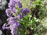 Limonium benmageci 2, Saxifraga-Michiel Drok