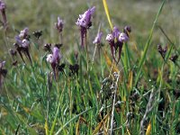 Linaria amethystea 2, Saxifraga-Inigo Sanchez