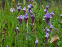 Linaria amethystea 3, Saxifraga-Ed Stikvoort