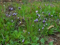 Linaria amethystea 4, Saxifraga-Ed Stikvoort
