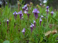 Linaria amethystea 5, Saxifraga-Ed Stikvoort