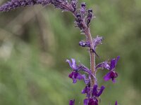 Linaria elegans 4, Saxifraga-Willem van Kruijsbergen