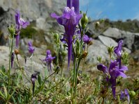 Linaria faucicola 2, Saxifraga-Ed Stikvoort : ZW van Cordiñanes de Valdeón s9900