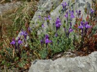 Linaria faucicola 3, Saxifraga-Ed Stikvoort : ZW van Cordiñanes de Valdeón s9900