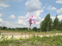 Linaria maroccana 3, Saxifraga-Rutger Barendse