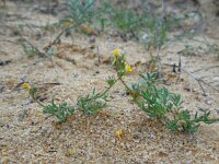 Linaria munbyana 3, Saxifraga-Ed Stikvoort